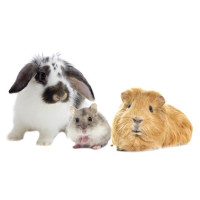 Zwergkaninchen, Goldhamster und Meerschweinchen