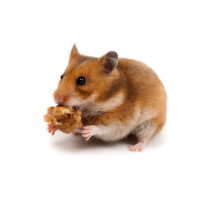 Goldhamster